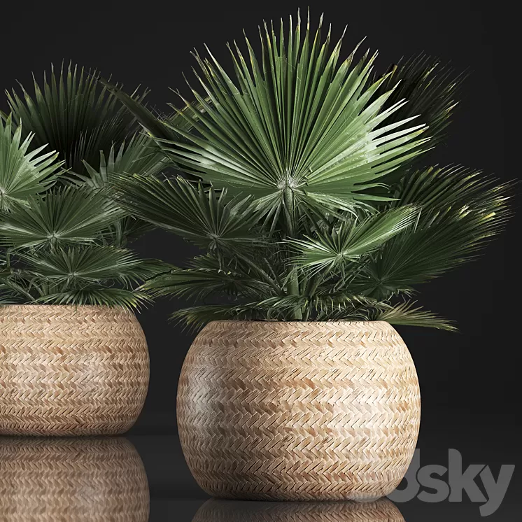 Fan palm in a basket 339. Interior palm tree basket rattan brachea eco design natural decor 3D Model