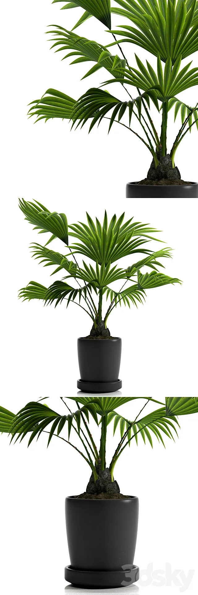 FAN PALM PLANTS 21 3DModel