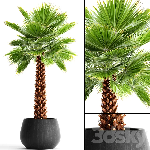 Fan palm "Yalta 3D Model