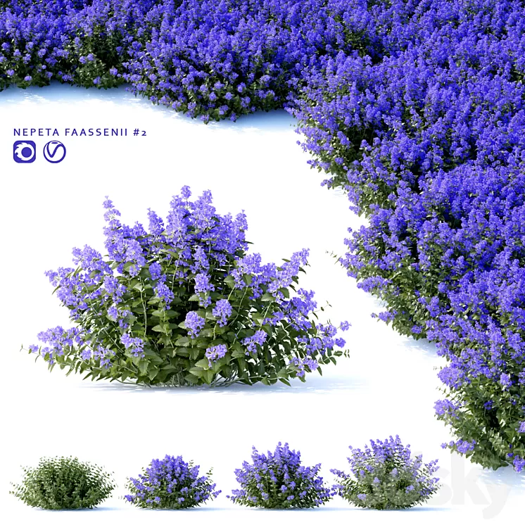 Fassen's Catcher | Nepeta fassenii # 2 3D Model