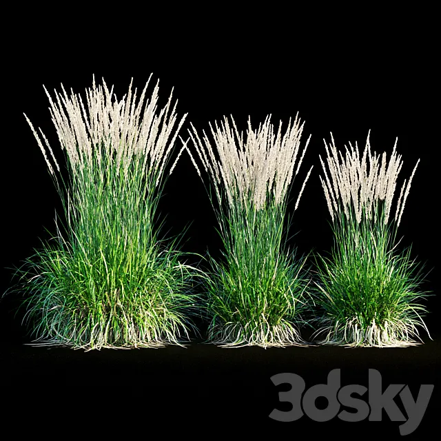 Feather reed grass 3D Model