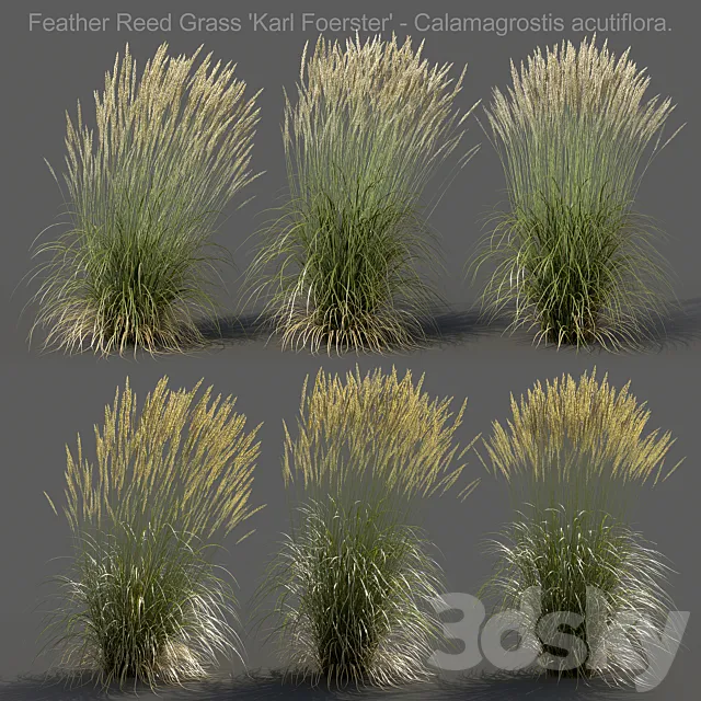 Feather Reed Grass - Calamagrostis acutiflora - High 3D Model