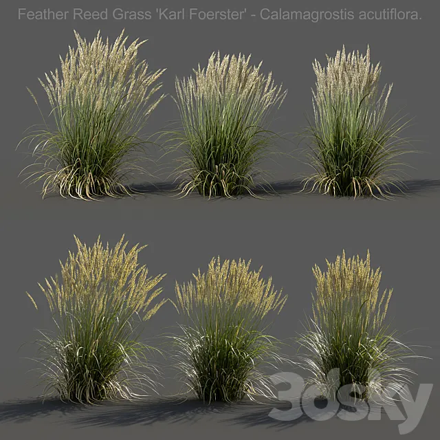 Feather Reed Grass - Calamagrostis acutiflora - Low 3D Model