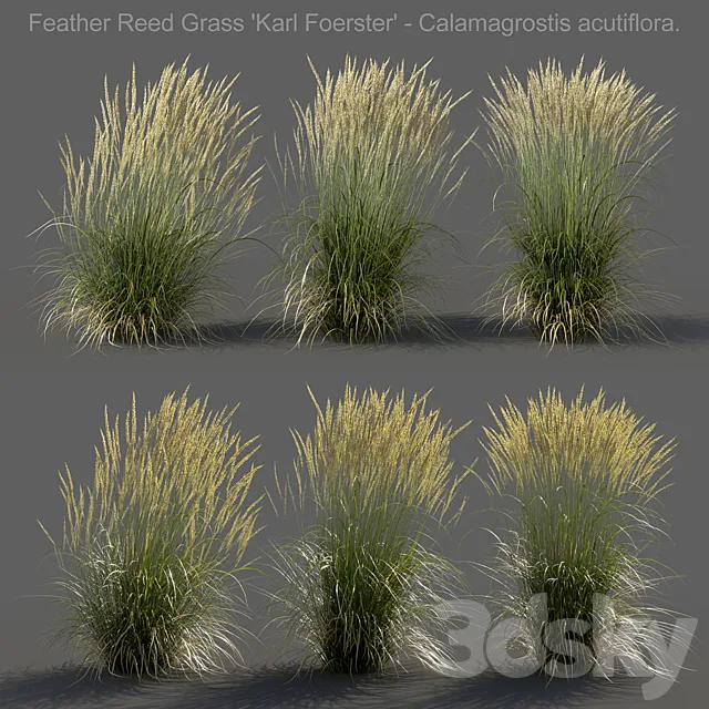 Feather Reed Grass - Calamagrostis acutiflora - Medium 3D Model