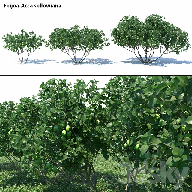 Feijoa - Acca sellowiana 3D Model