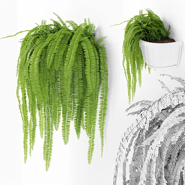 Fern 2 3D Model
