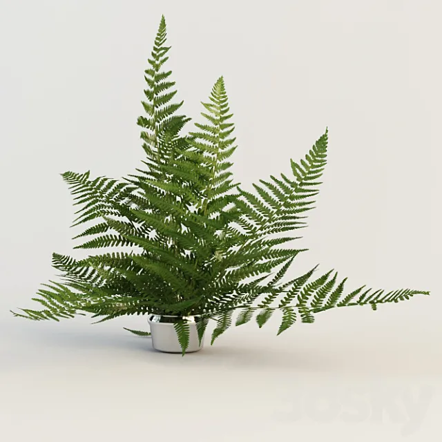 fern 3D Model