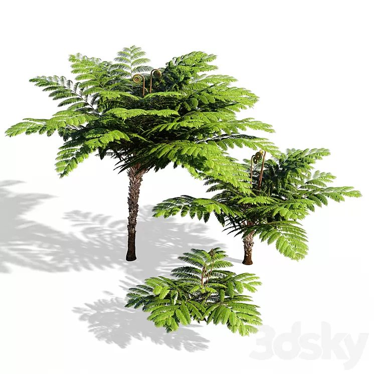 Fern 3D Model