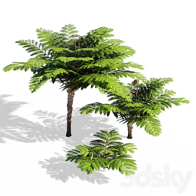 Fern 3DModel