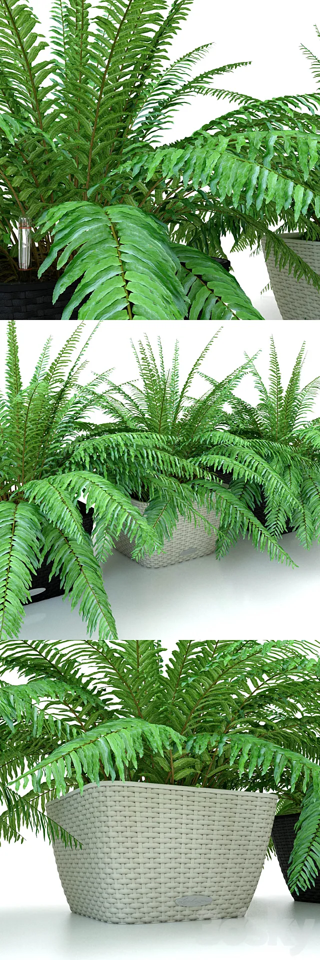 Fern _ Nephrolepis in pots Lechuza Bacino Cottage 3DModel