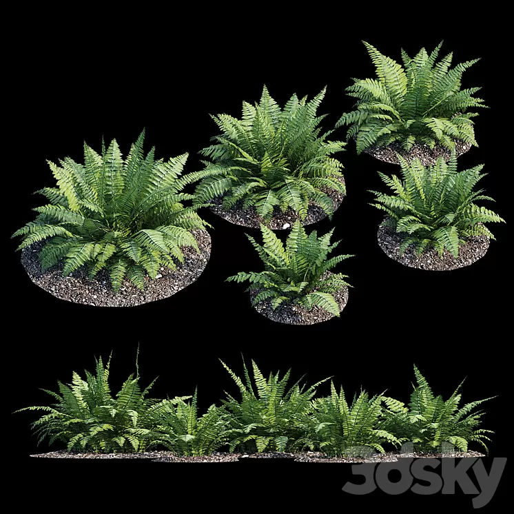 Fern bush 3D Model