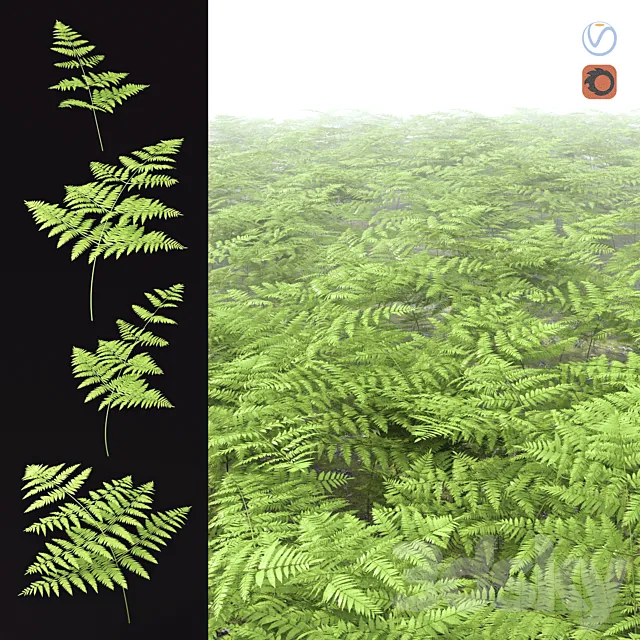 Fern Common Orlyak Free Download