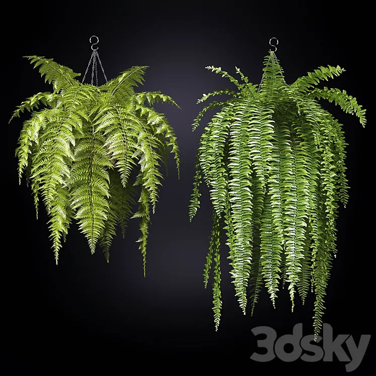 Fern (fern) 3D Model Free
