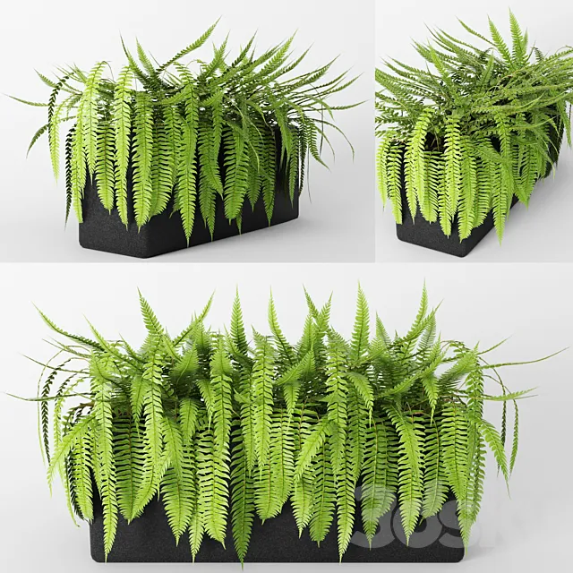 Fern.fern flower pot bush flowerpot flower bed Free Download