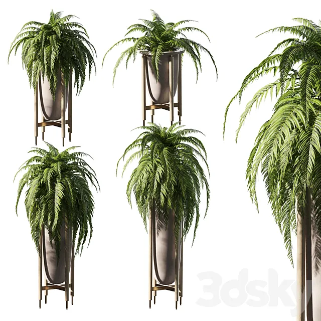 Fern in pots. 4 models 3D Model
