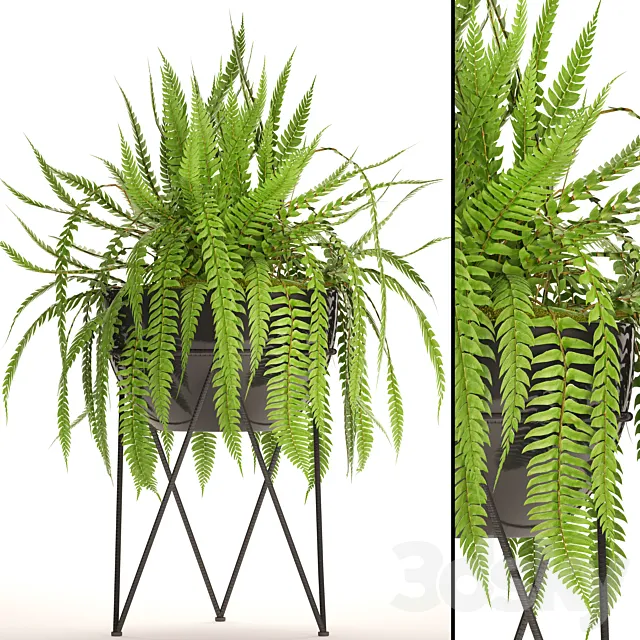 Fern in the pot. fern flower stand flower pot flowerpot office plants 3D Model