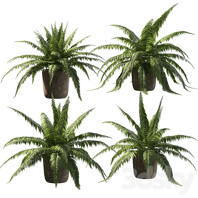 Fern in tubs. 4 models 3D Model
