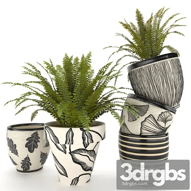 Fern in vase 01 - indoor plant