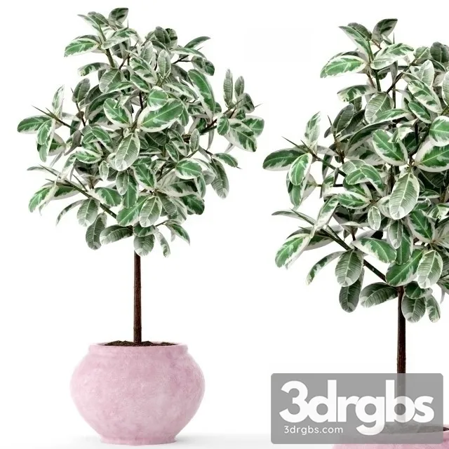 Ficus 2 3D Model Free