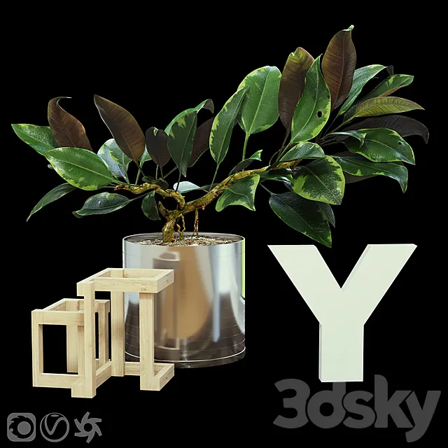 Ficus 3D Model