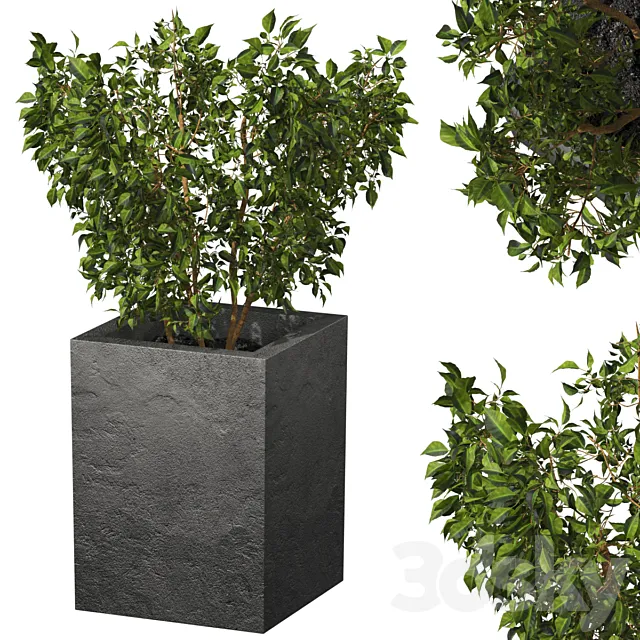 ficus 3D Model