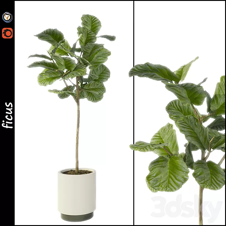Ficus 3D Model