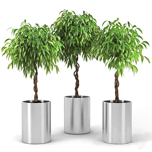 Ficus 3DModel