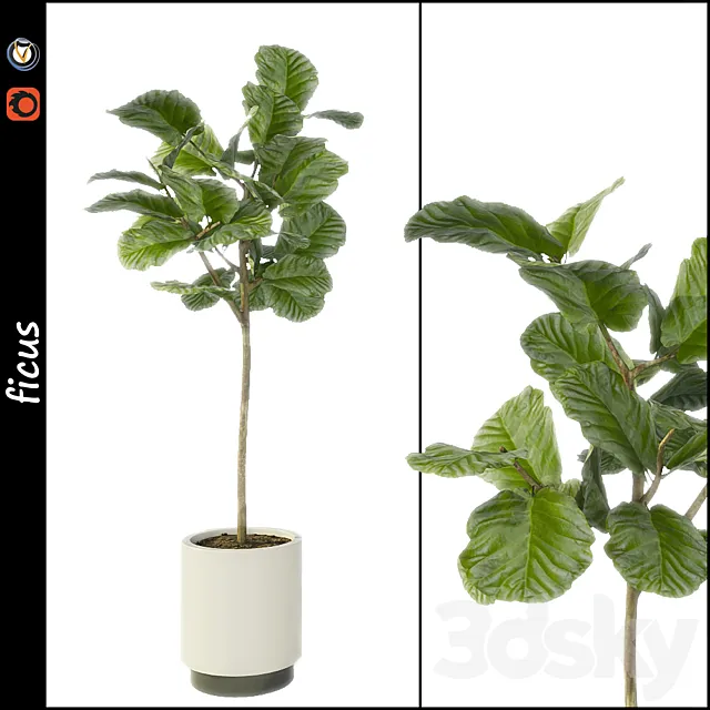 Ficus 3DModel