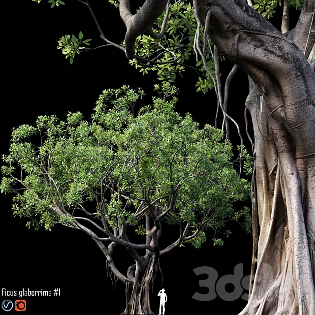 Ficus 3DModel