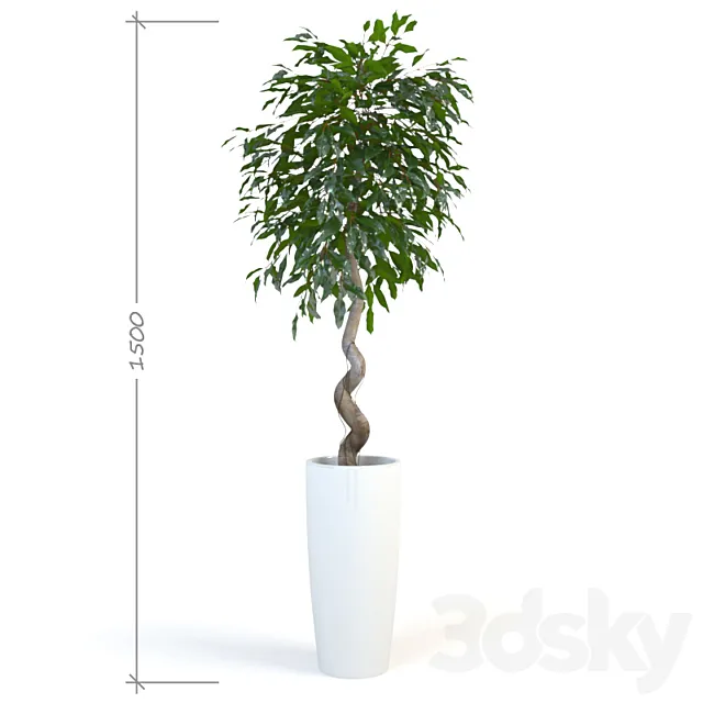 Ficus _ Daniel 3D Model