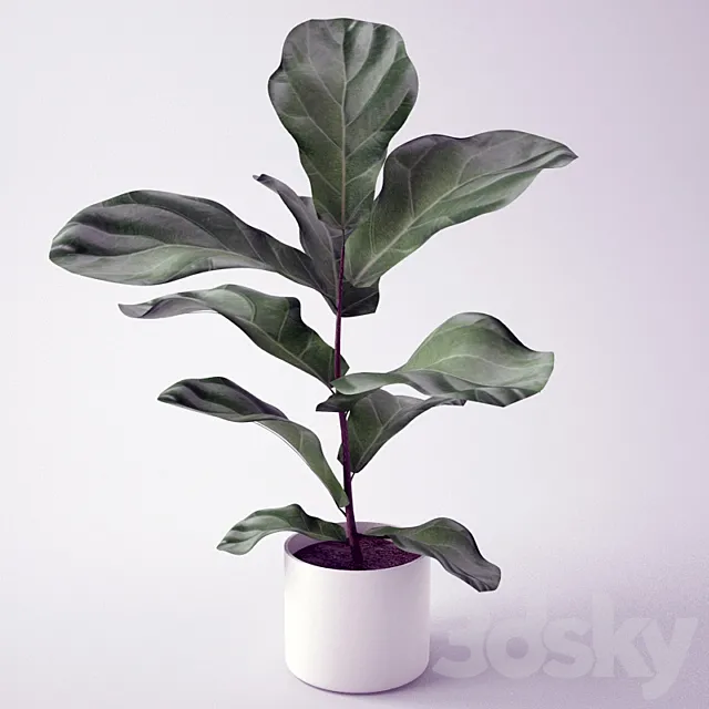 Ficus _ Seedling of Ficus 3DModel
