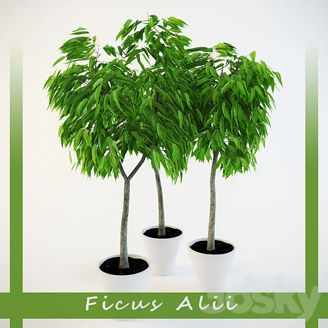 Ficus Ali 3D Model
