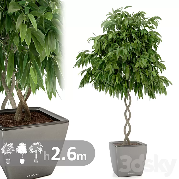 Ficus Ali \/ Ficus binnendijkii
