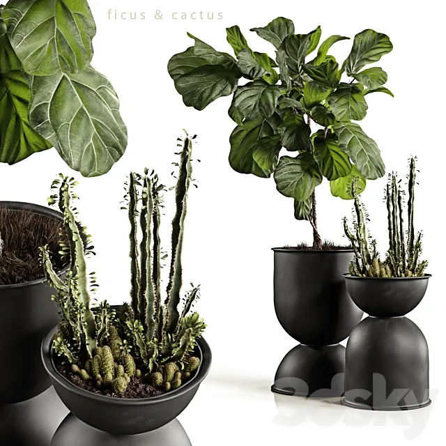 Ficus and cactus 3DModel