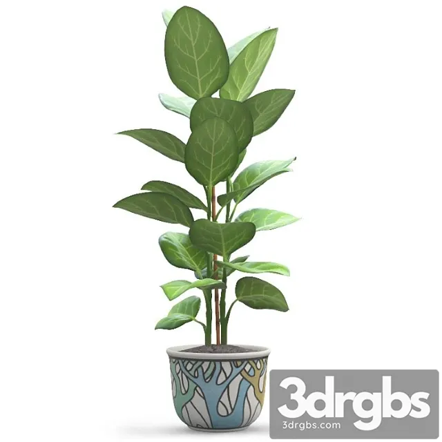Ficus Andrey 1 3D Model Free