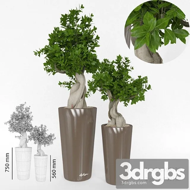 Ficus Bansai 3D Model Free