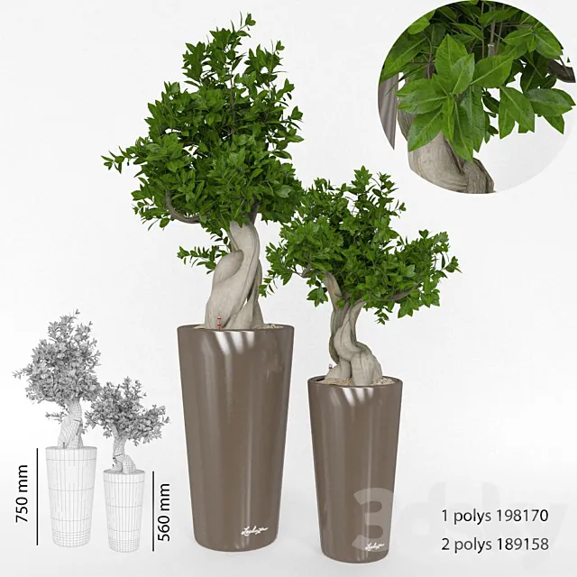 Ficus Bansal 3DModel