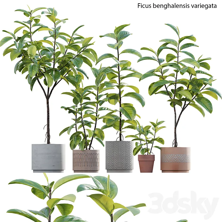 Ficus benghalensis 3D Model Free