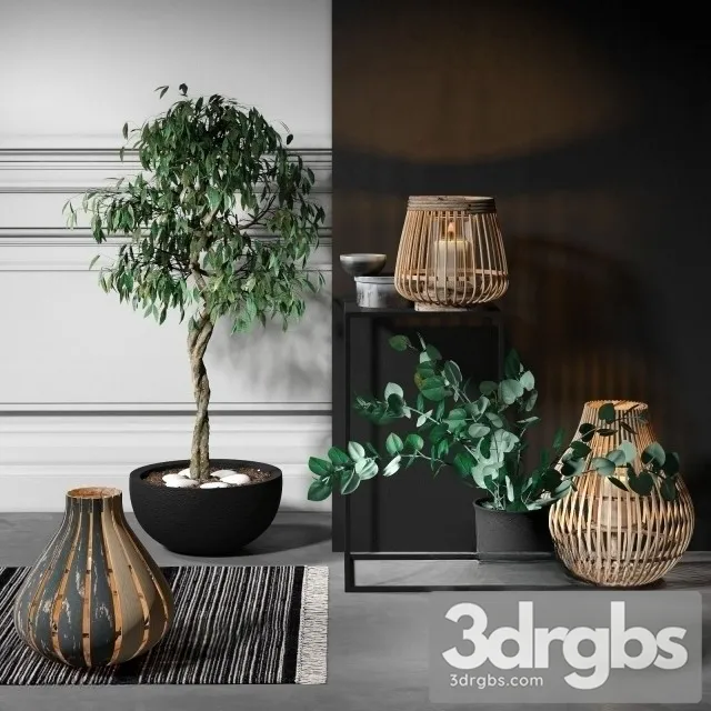 Ficus Benjamiana Set 3D Model Free