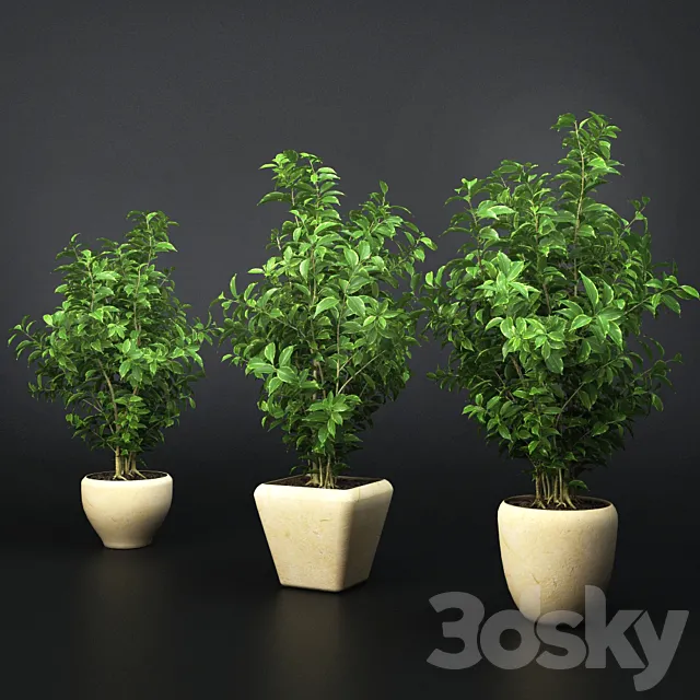 Ficus Benjamin 3DModel
