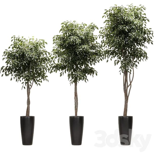 Ficus Benjamin Nitida on a bole. 3 models 3D Model
