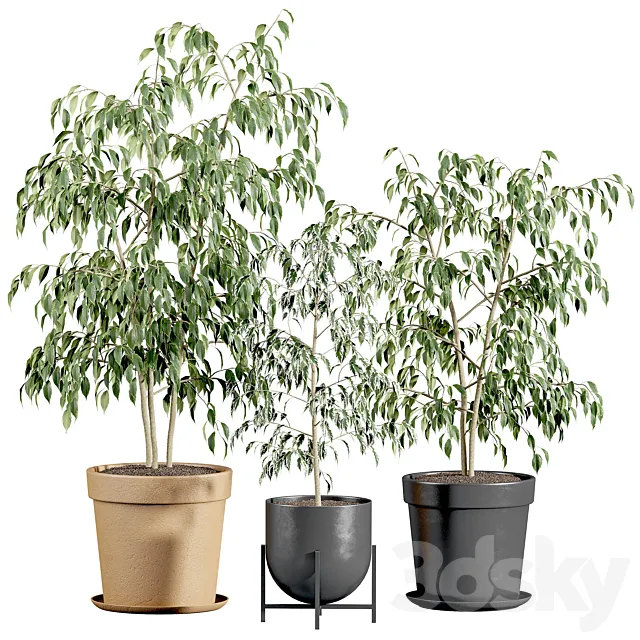 Ficus benjamin set 3D Model
