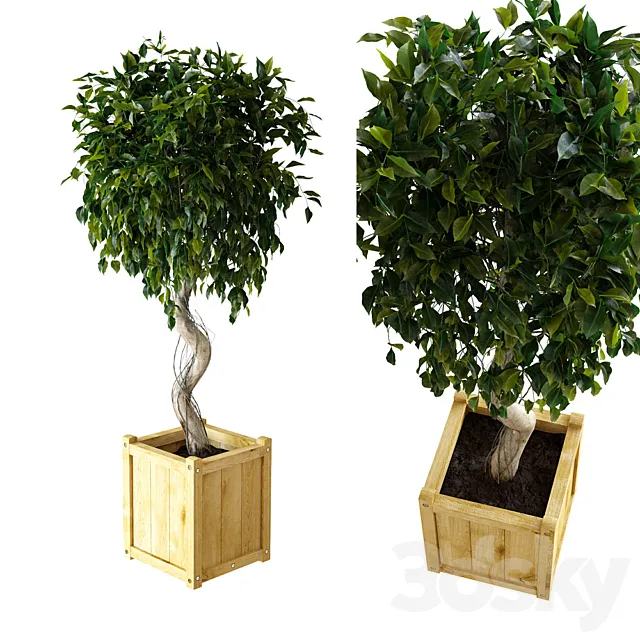 Ficus \ Benjamina 3D Model