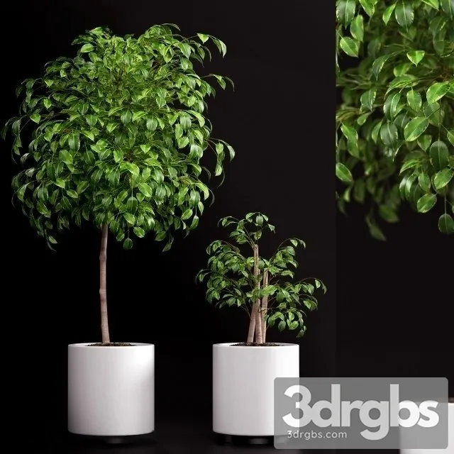 Ficus Benjamina 3D Model Free