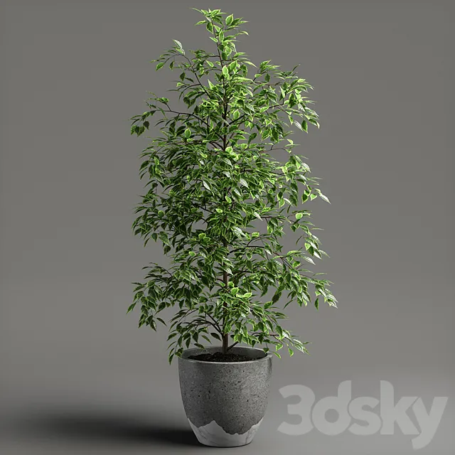 ficus benjamina 3D Model