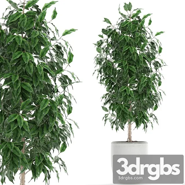 Ficus Benjamina 554 Indoor Tree White Pot Flower Pot Scandinavian Tree Indoor Table 3D Model Free
