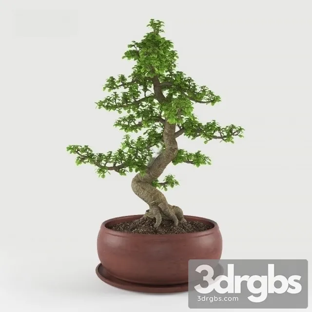 Ficus Bonsai 3D Model Free