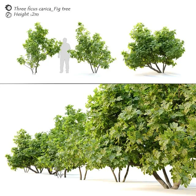 Ficus carica (fig tree) _2 3D Model