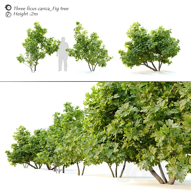 Ficus carica (fig tree) _2 Free Download