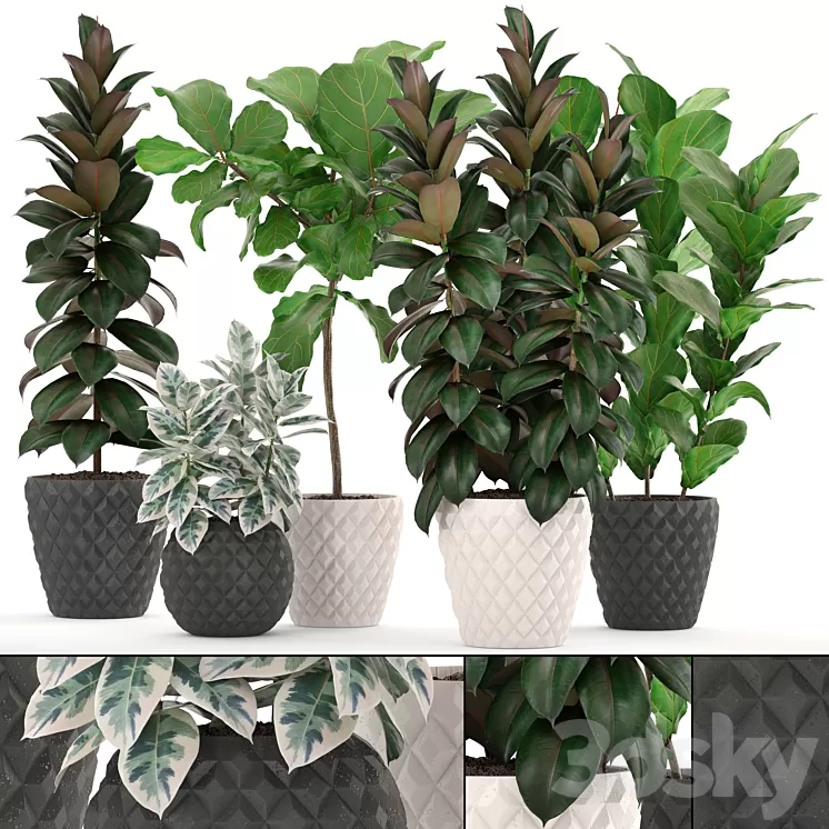 ficus collection 212. Ficus Lyrata Robusta tree pot flowerpot concrete indoor ficus abidjan 3D Model